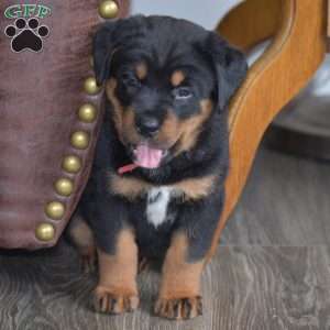 Amaya, Bernese Mountain Dog Mix Puppy